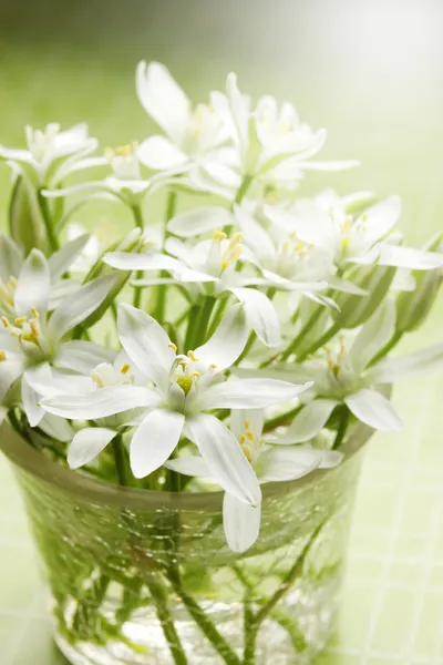 Fiori bianchi di primavera — Foto Stock