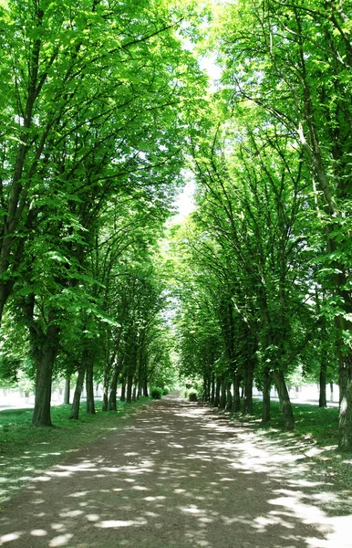 Paardenkastanje — Stockfoto