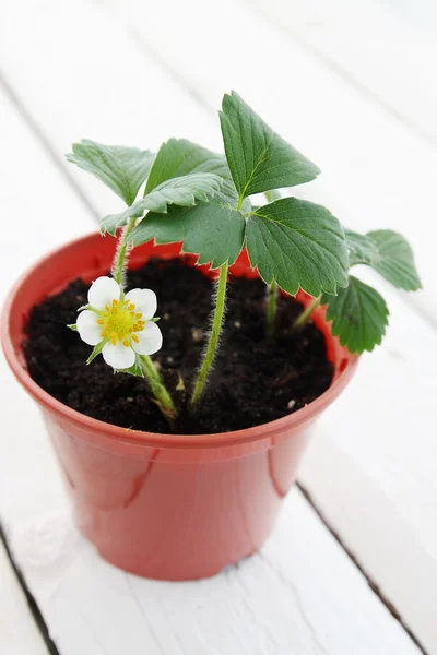 Blossoming strawberry — Stock Photo, Image