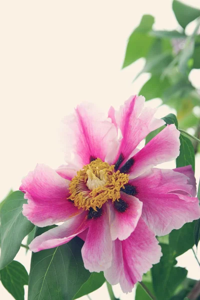 Albero di peonia — Foto Stock