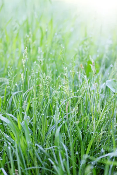 Morgondagg — Stockfoto