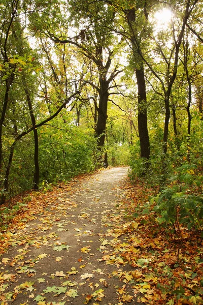 Herfst esdoorn alley — Stockfoto