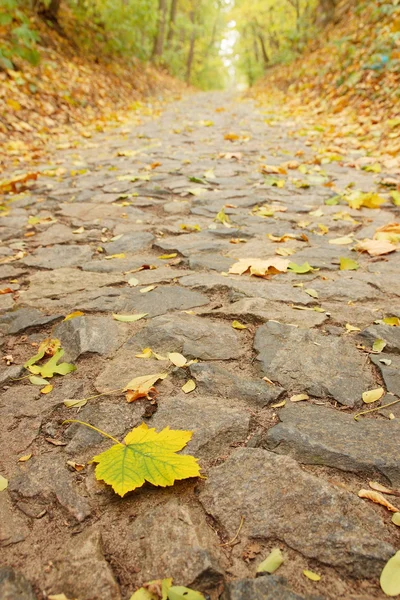 Sheet on the alley of stone — Stock Photo, Image