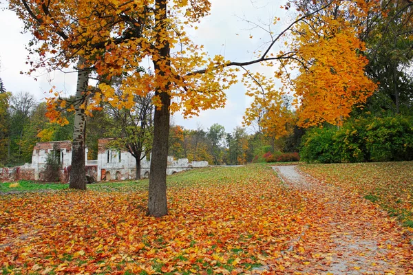 Yellow maple — Stock Photo, Image