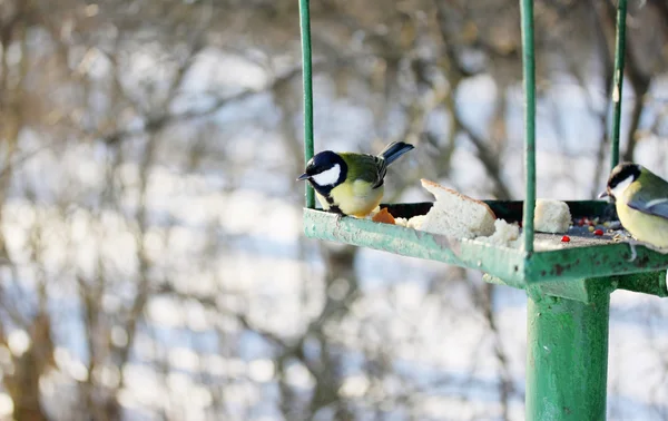 Alimentador para aves selvagens — Fotografia de Stock