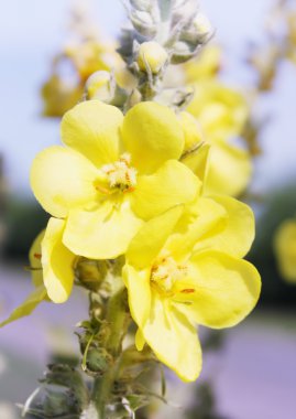 sığırkuyruğu çiçeği