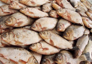 nehir balığı sazan