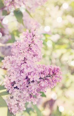 çiçek leylak, renkli