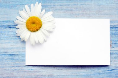 Daisy ile birlikte kart