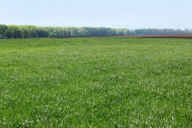 alan genç buğday ile