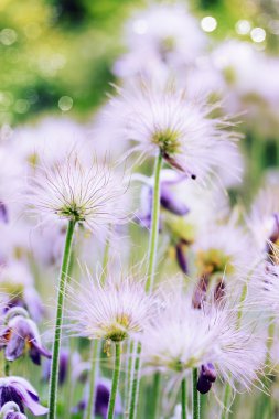 Karaca ot kütükler