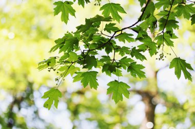 bahar bitki örtüsü