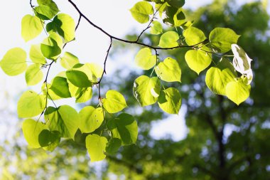 wiosna liści na lipy