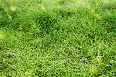 çim sheared değil