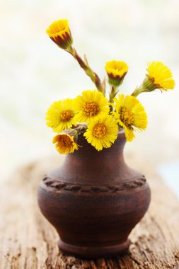 Cam vazo içinde coltsfoot