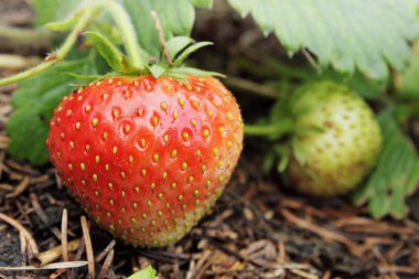 kırmızı sulu çilekler