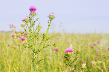 süt thistle