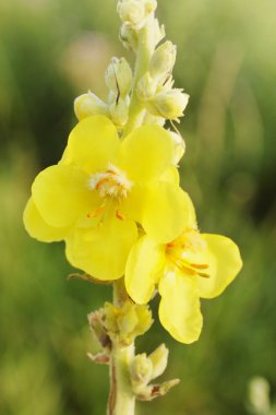 Herb sığırkuyruğu