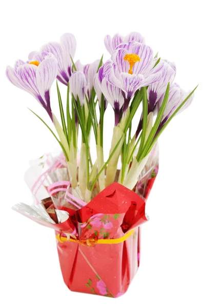 Violet crocuses — Stock Photo, Image