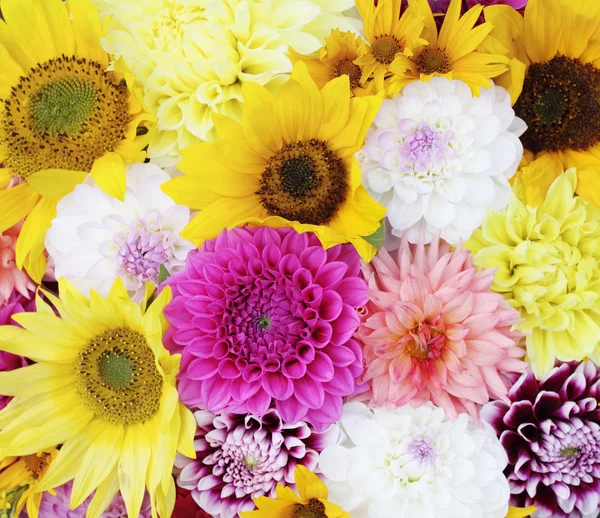 Dahlien und Sonnenblumen — Stockfoto