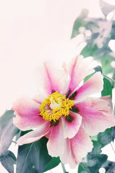 Schöne rosa Pfingstrose — Stockfoto
