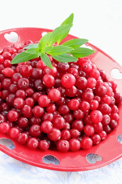 Red cranberries — Stock Photo, Image