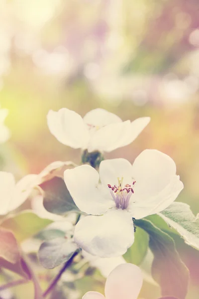 Blommor kvitten, tonade — Stockfoto