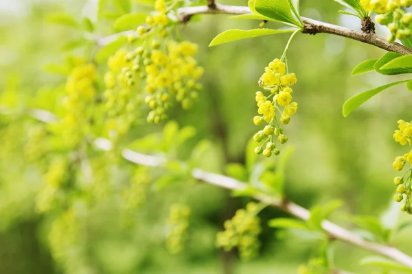 Berberis actinacantha — Stock Photo, Image