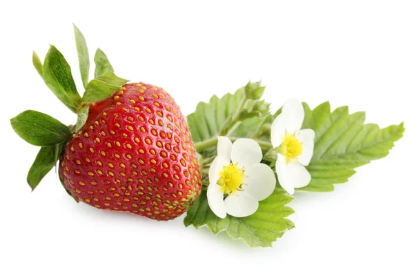 Strawberry with leaves — Stock Photo, Image