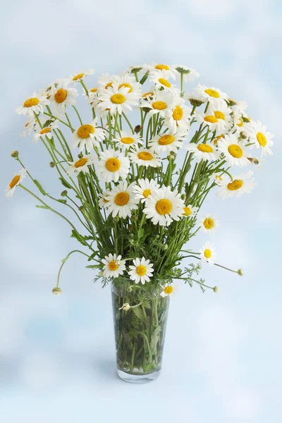 Weiße Gänseblümchen auf blauem Hintergrund — Stockfoto