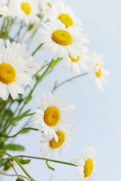 White daisies — Stockfoto