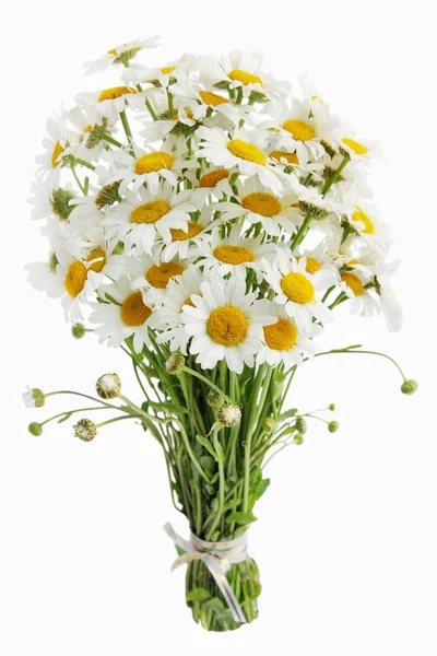 Bouquet of daisies — Stock Photo, Image