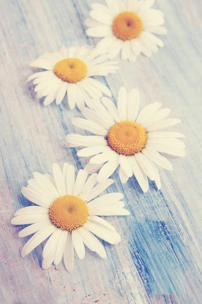 Marguerites sur un plateau bleu, teintées — Photo