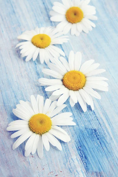 Daisies on an blue board — Stock Photo, Image