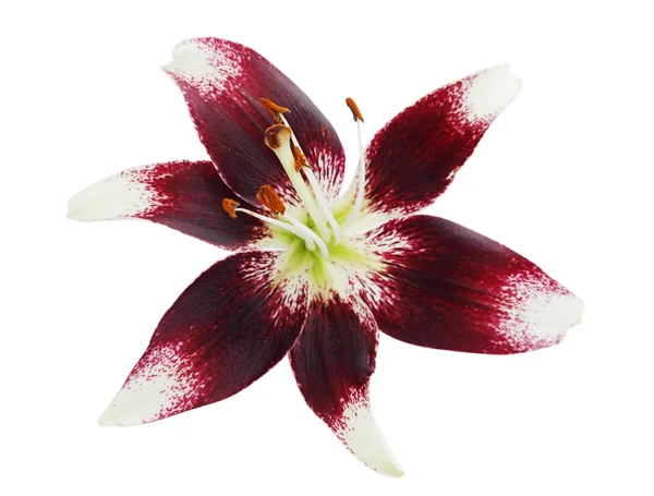 Duży bordowy lilia — Zdjęcie stockowe