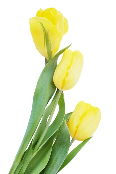 Trzy żółte tulipany — Zdjęcie stockowe