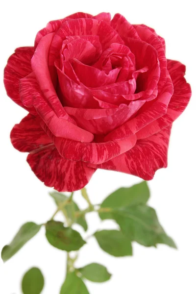 Kaunis punainen ruusu — kuvapankkivalokuva