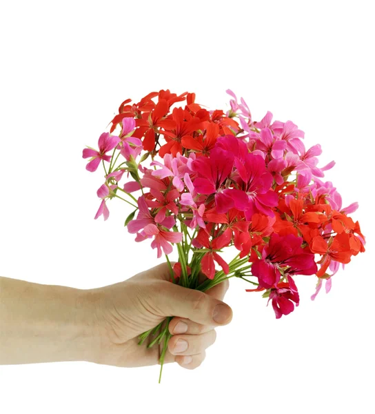 Bouquet of flowers geranium — Stock Photo, Image