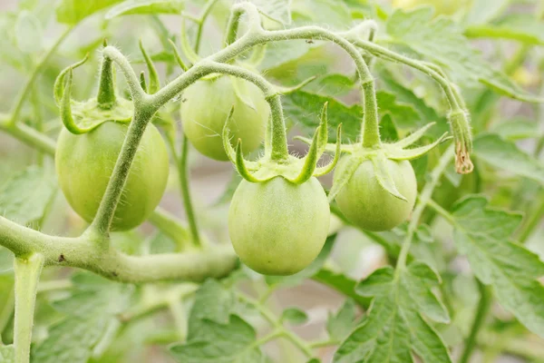 Grüne Tomaten — Stockfoto