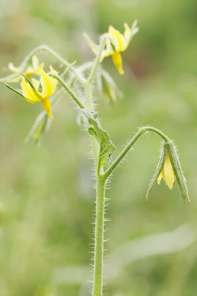 Gelbe Blüten Tomate. — Stockfoto