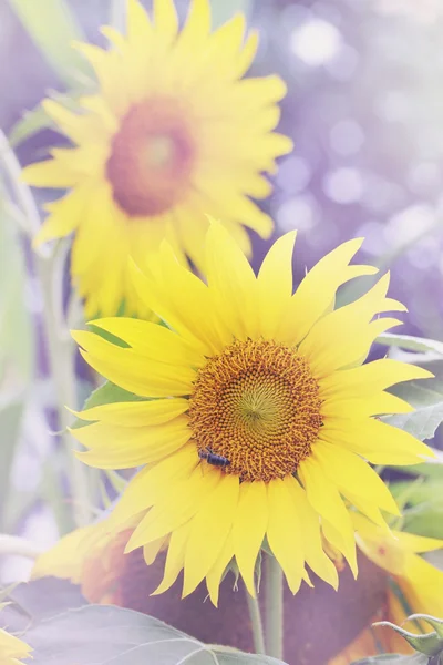 Sonnenblume, getönt — Stockfoto