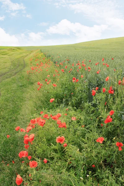 Field with red poppies — Stock Photo, Image