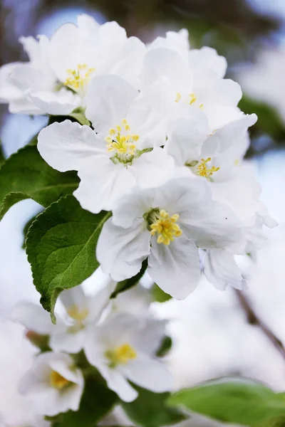 Çiçek açması elma ağacı dalı — Stok fotoğraf