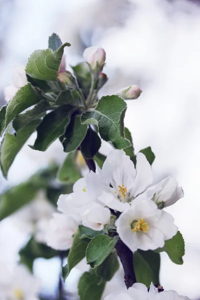 Pommier en fleurs — Photo