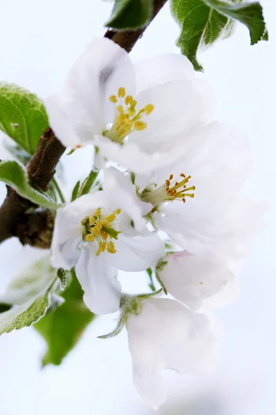 Apple tree — Stock Photo, Image