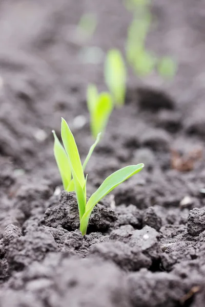 Young sprout corn — Stock Photo, Image