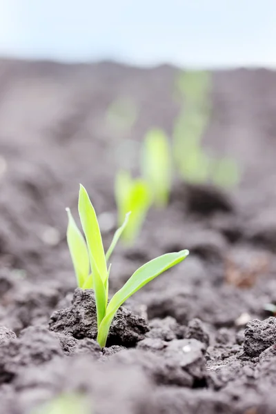 Maíz germinado — Foto de Stock