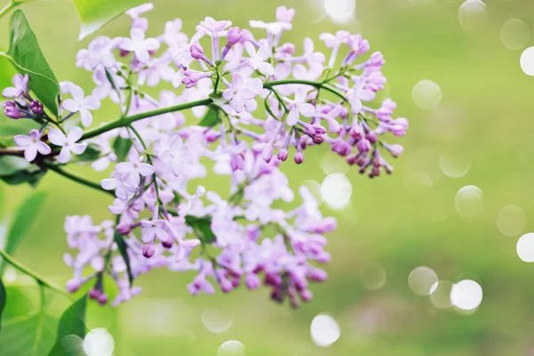 Ramo lilás selvagem — Fotografia de Stock