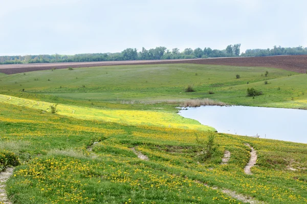 Weiland met paardebloemen — Stok fotoğraf