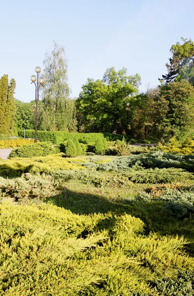 Jardim conífero evergreen — Fotografia de Stock